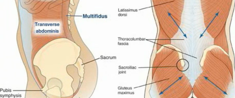 Reabilitação e Anatomia Funcional do Quadril e "Core"