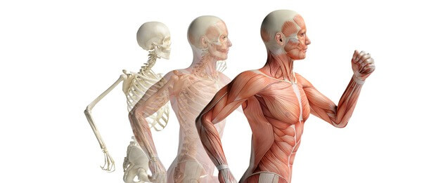 ERGONOMIA E A ESTRUTURA DO APARELHO MUSCULAR